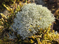 Lichen Covered Moss