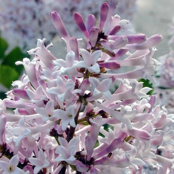Lilac 'Miss Kim'