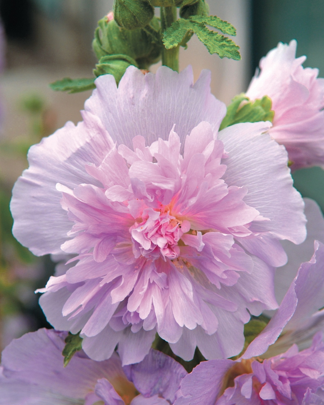 Hollyhock Spring Celebrities™ Lilac seeds