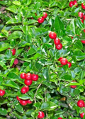 Limeberry (Triphasia trifolia)