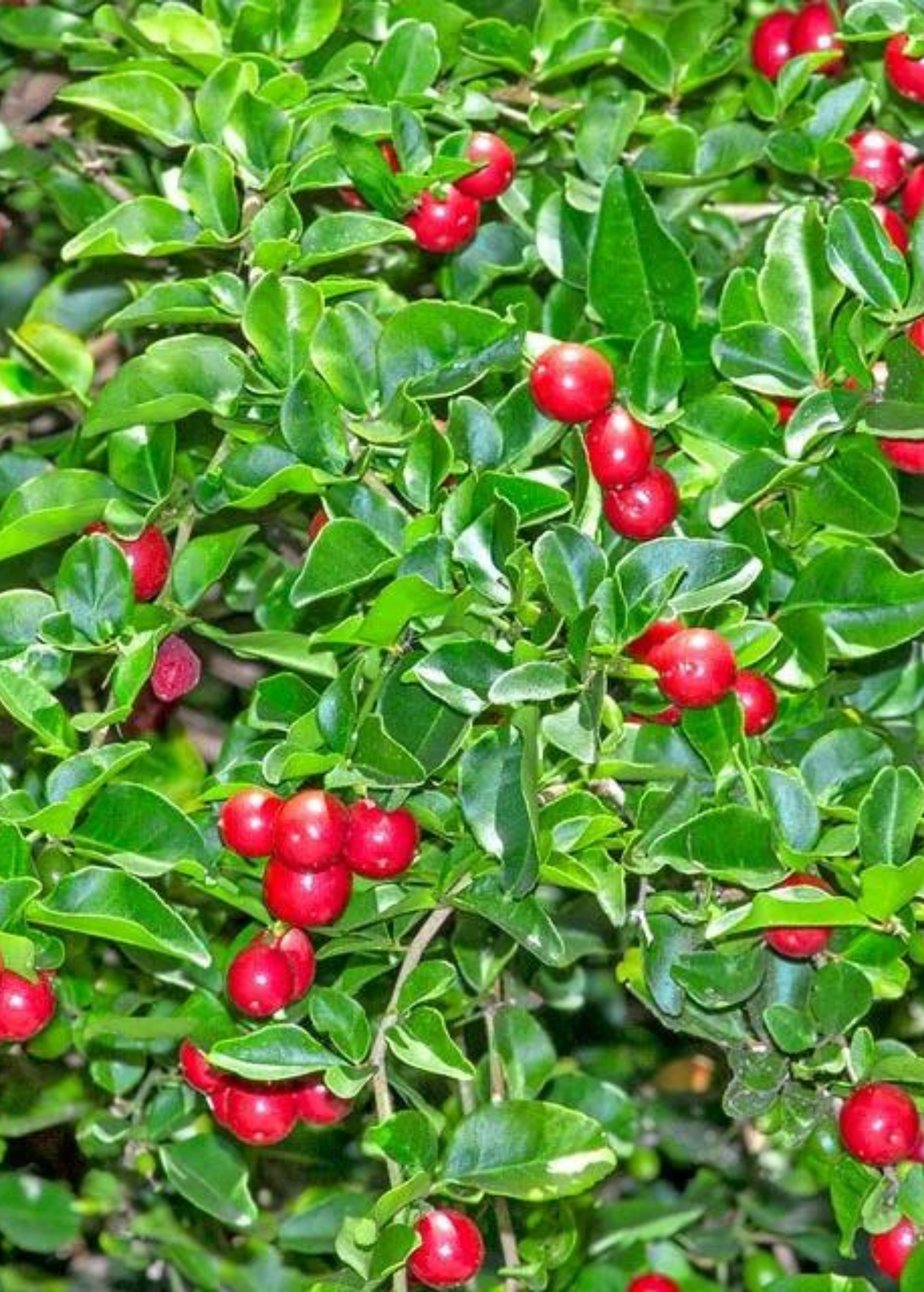 Limeberry (Triphasia trifolia)