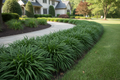 Liriope spicata