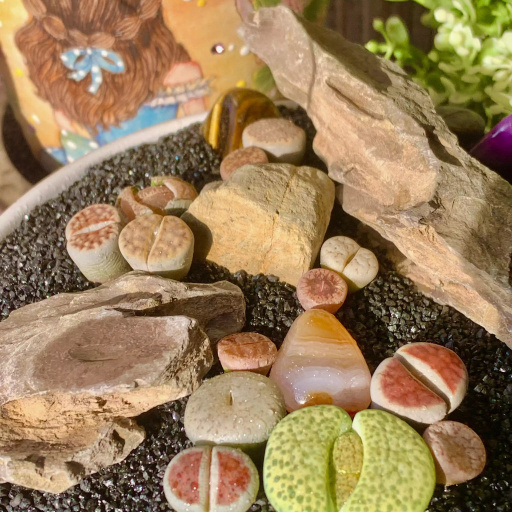 [10-Day Pre-sale] Lithops Living Stones