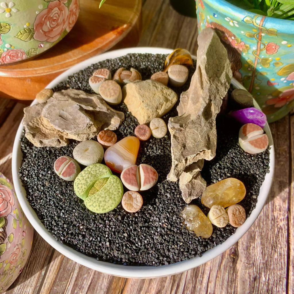 [10-Day Pre-sale] Lithops Living Stones