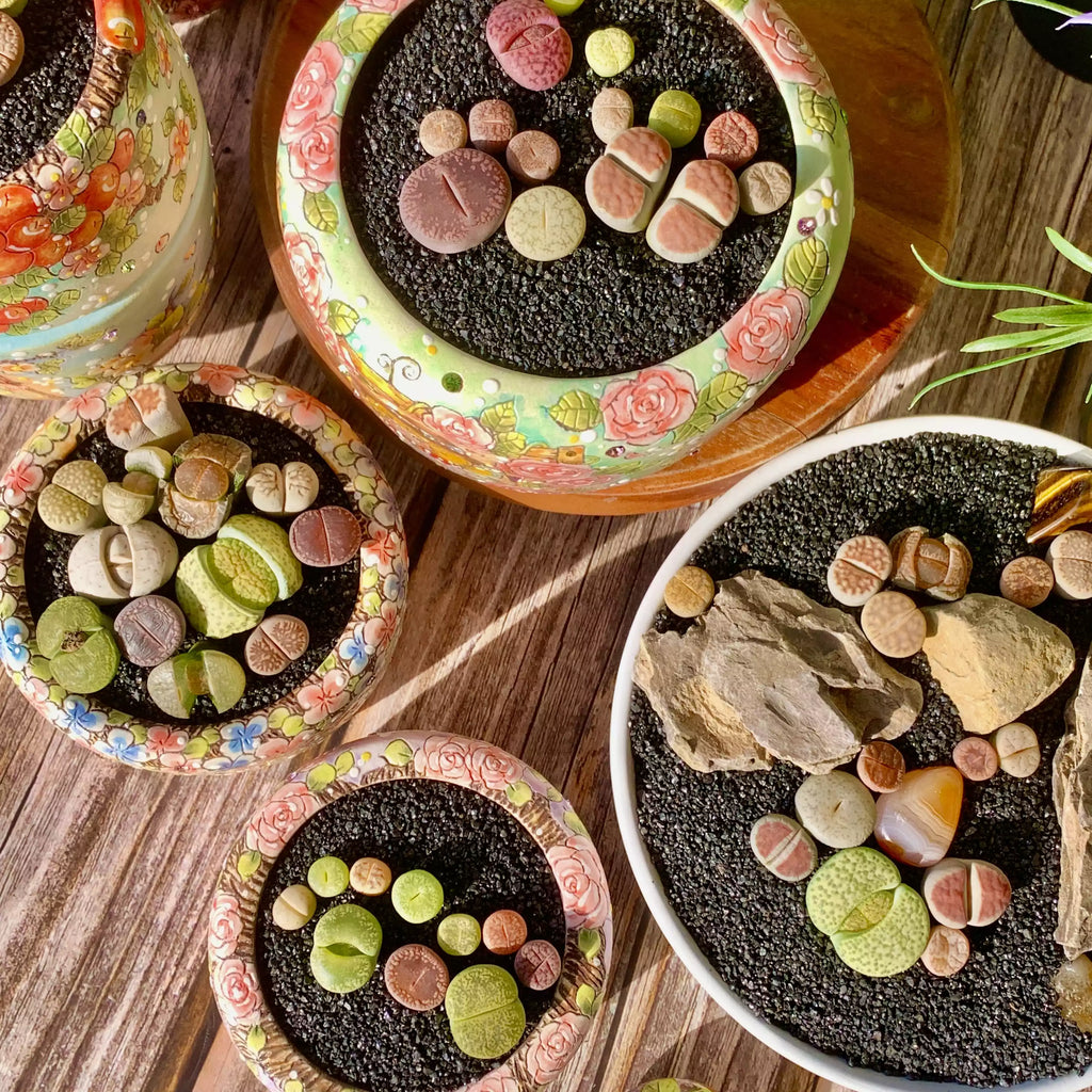 [10-Day Pre-sale] Lithops Living Stones