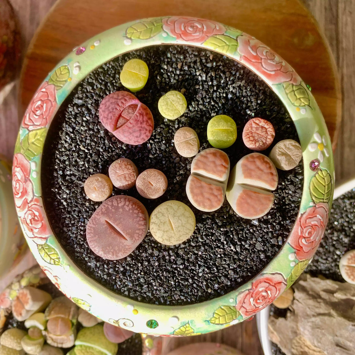 [10-Day Pre-sale] Lithops Living Stones