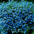 Blue Carpet Lobelia Seeds – Vibrant True Blue, Trailing Annual for Containers & Borders, Lobelia erinus, 100 Seeds