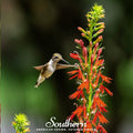 Cardinal Flower Seeds – Lobelia cardinalis – Native Perennial for Hummingbird Attraction – Moist Soil, Bright Scarlet Red Flowers