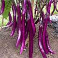 Long Purple Eggplant Seeds - Solanum Melongena - Non-Gmo Aubergine Asian Vegetable