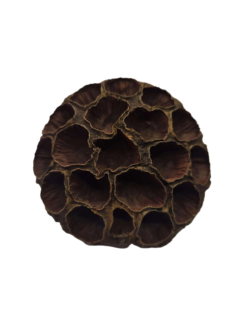 Large Lotus Head Pod – Natural Isopod Hide & Terrarium Decor (Pod Pack)
