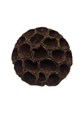 Large Lotus Head Pod – Natural Isopod Hide & Terrarium Decor (Pod Pack)