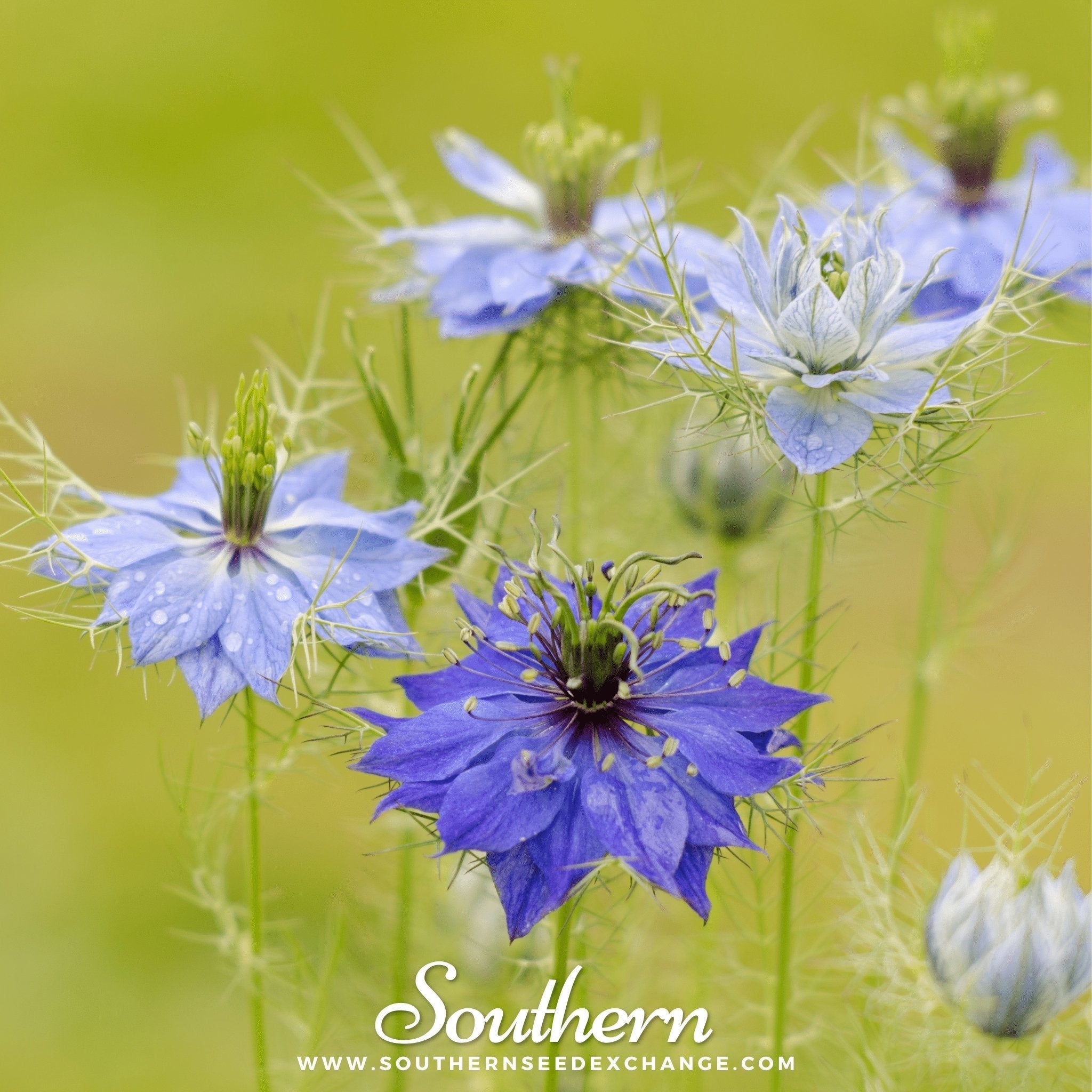 Jewels Mix Love in a Mist – 200 Mixed Seeds