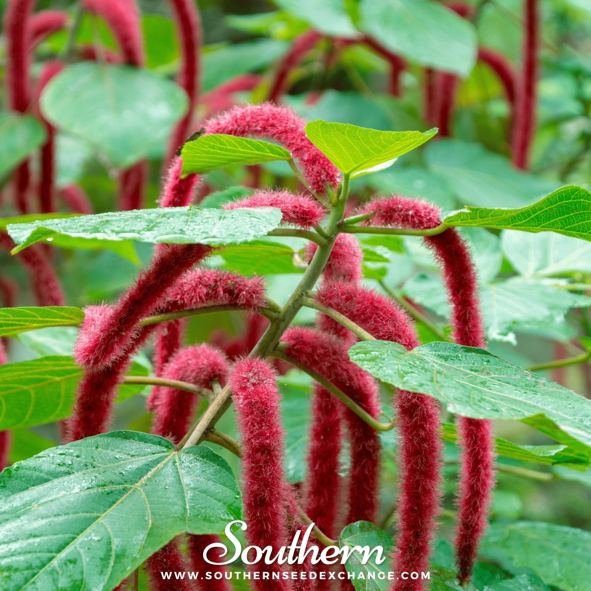 Love Lies Bleeding Amaranth – 250 Seeds