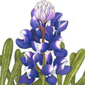 Lupine, Arroyo Blue (1/4 lb)
