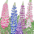 Lupine, Russell (1/4 lb)