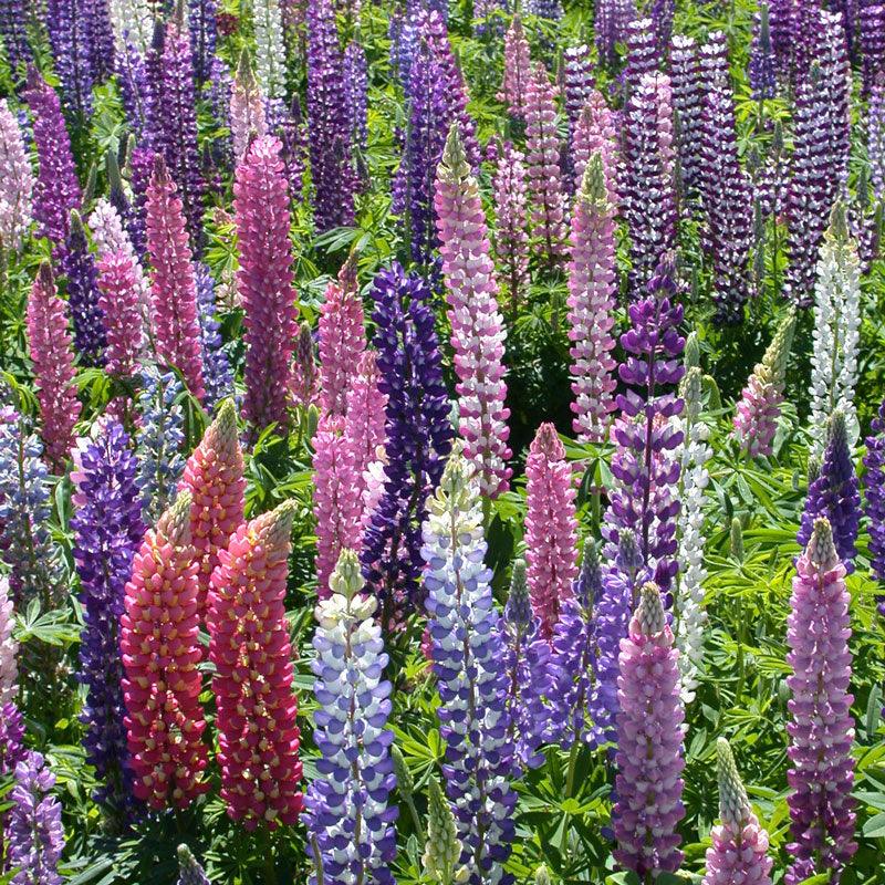 Lupine, Russell (1/4 lb)