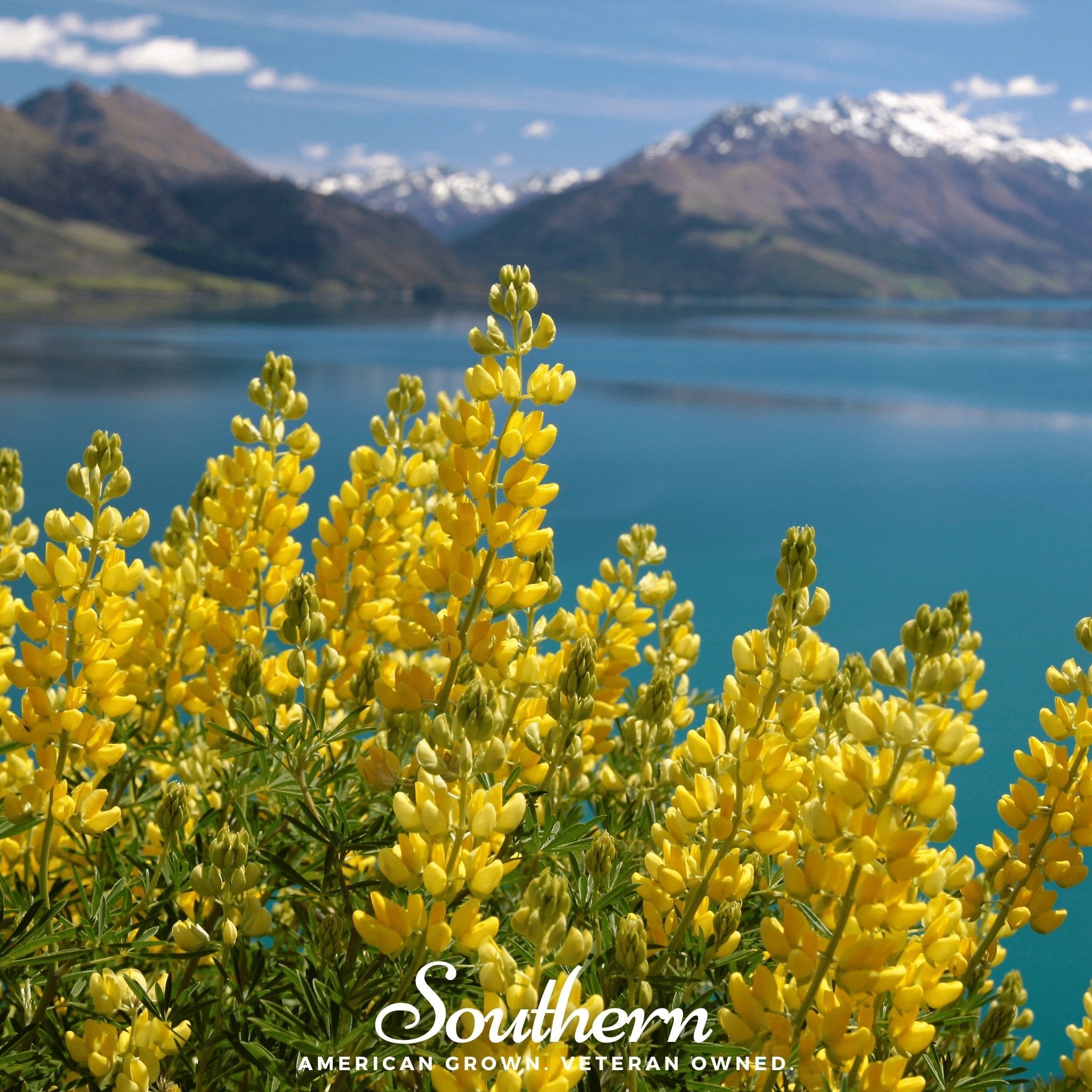 Yellow Lupine – 50 Seeds