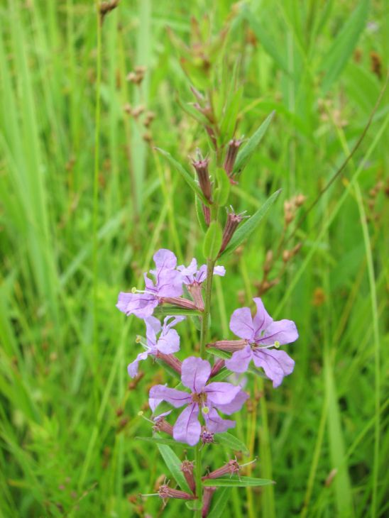 Lythrum Alatum Seeds (3000) Winged Loosestrife – Native Wildflower, Purple Blooms, Pollinator Plant