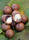 Macadamia 'Beaumont' (Macadamia integrifolia x tetraphylla)