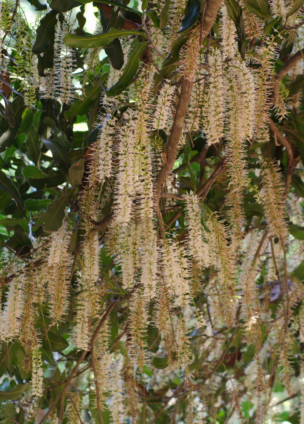 Macadamia 'Beaumont' (Macadamia integrifolia x tetraphylla)