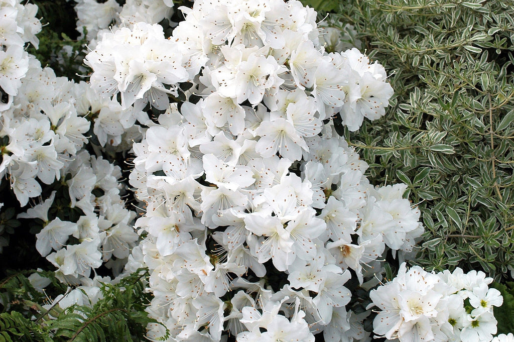 50 MIXED HYBRIDS RHODODENDRON spp. Mixed Colors - Red, Pink, Purple, White, Yellow, Orange Flower Sun or Shade Bush Shrub Seeds