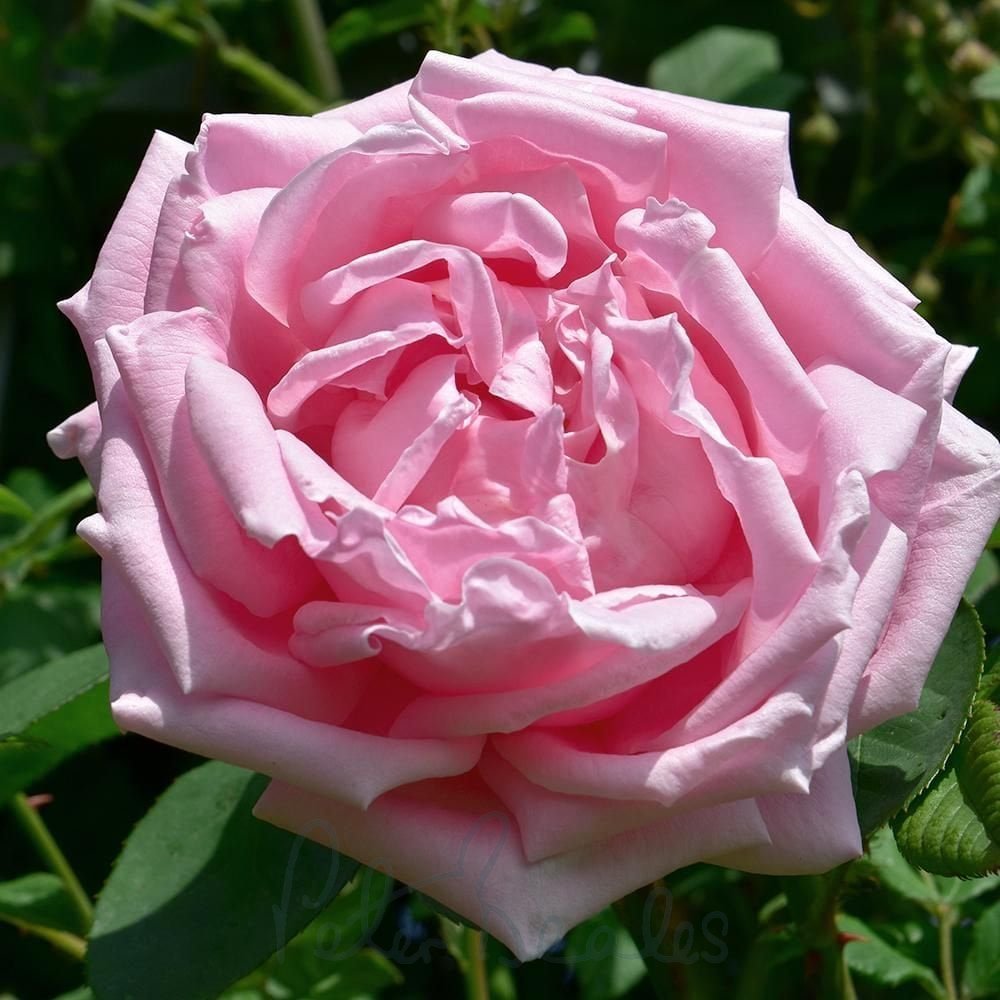 Rare Heirloom Madame Caroline Testout Rose Cuttings – 3 Unrooted Propagation Material Rosa â€˜Mme Caroline Testoutâ€™