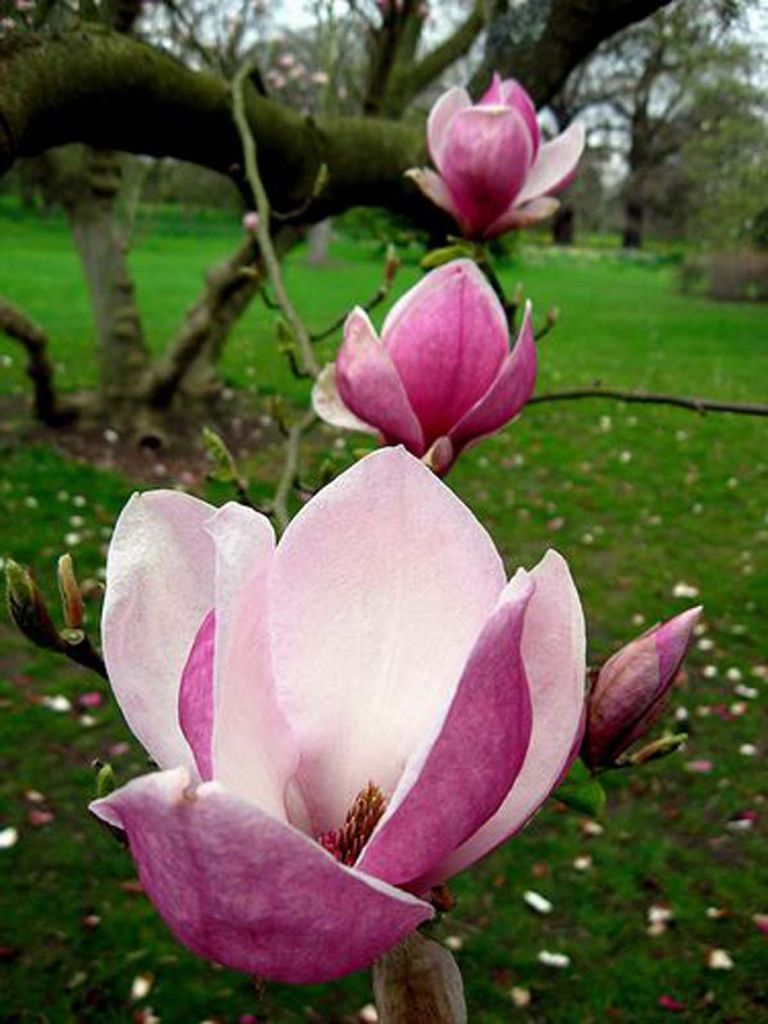 Magnolia 'Saucer'