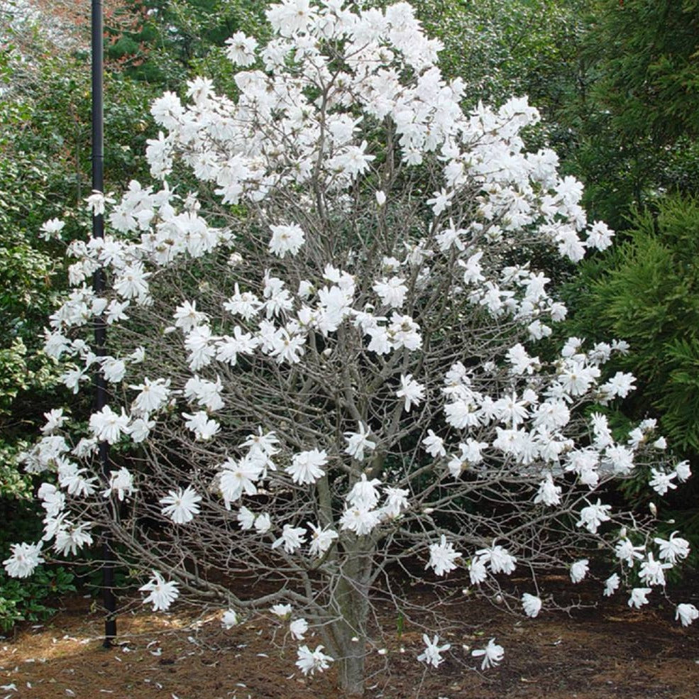 Magnolia 'Royal Star'