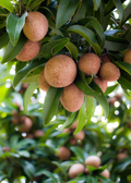 Sapodilla 'Makok' (Manilkara zapota)