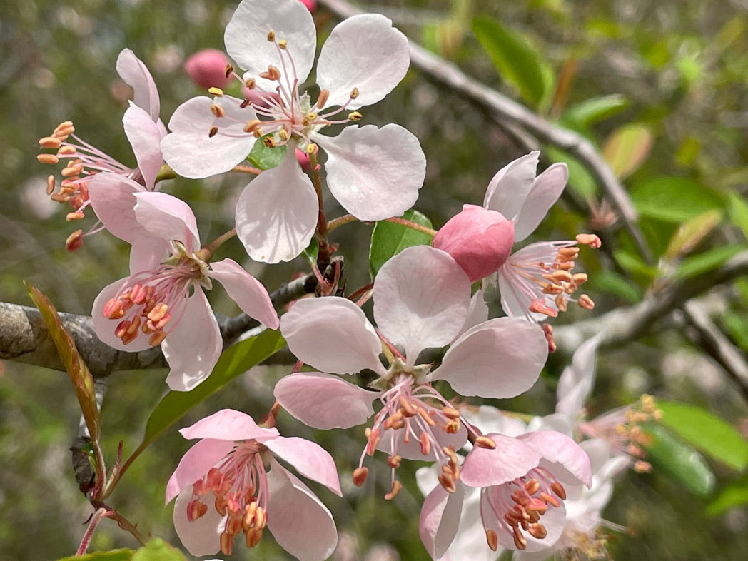 Crabapple Tree 'Southern'