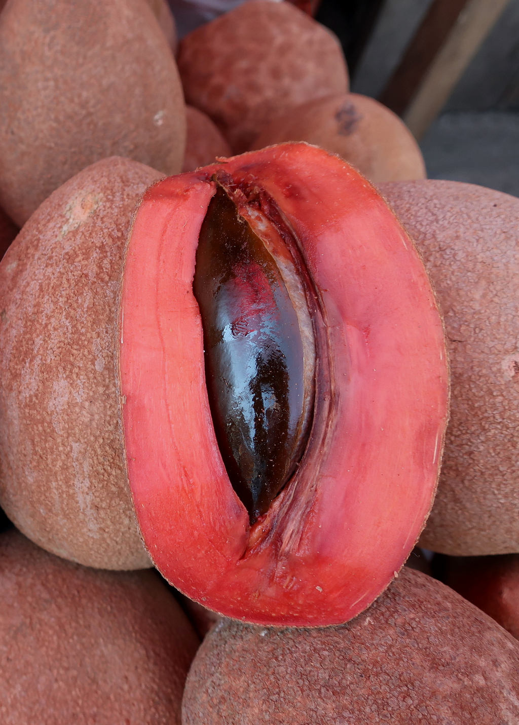 Mamey Sapote 'Magana' (Pouteria sapota)