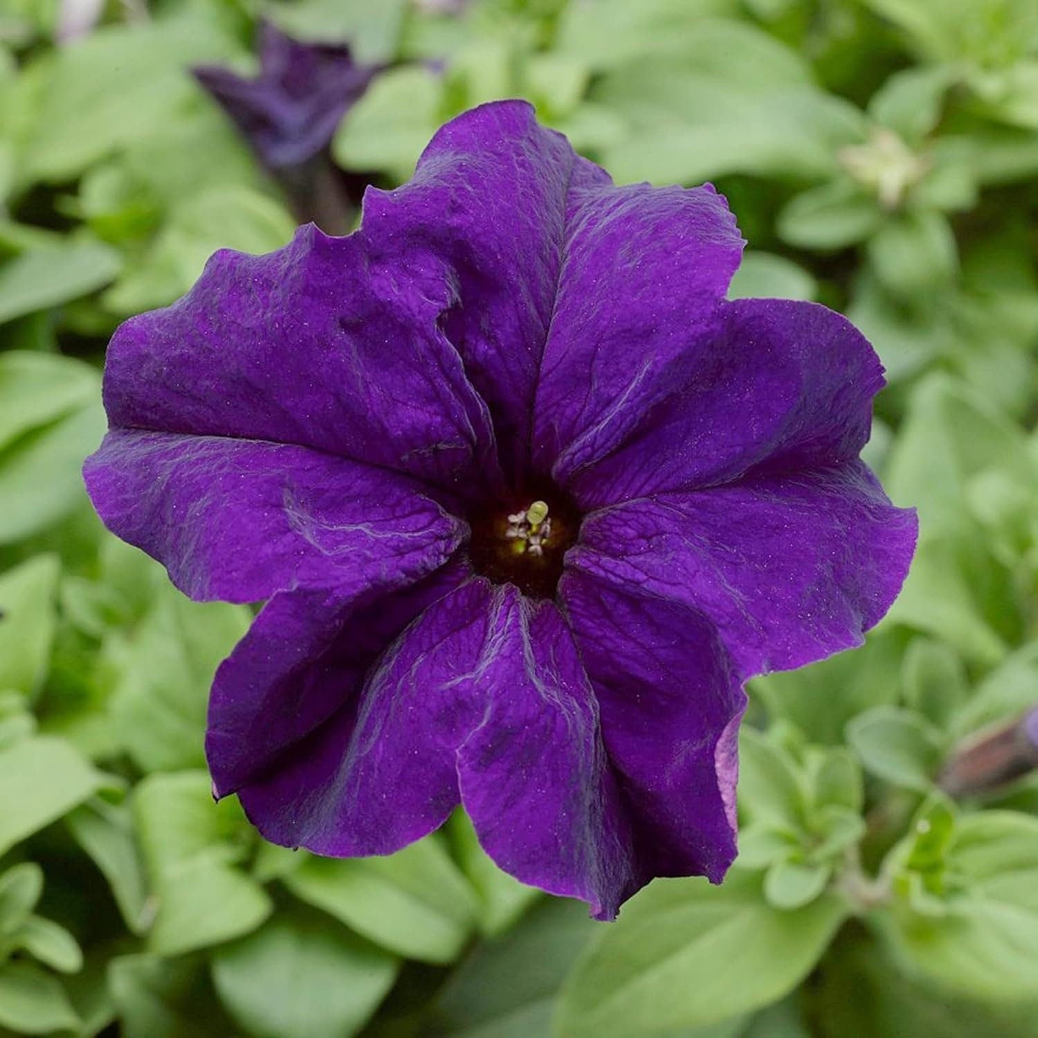 Mandevilla Sanderi - 50 Seeds - Brazilian Jasmine Beautiful and Colorful Fragrance Blooms Easy Care Requirement
