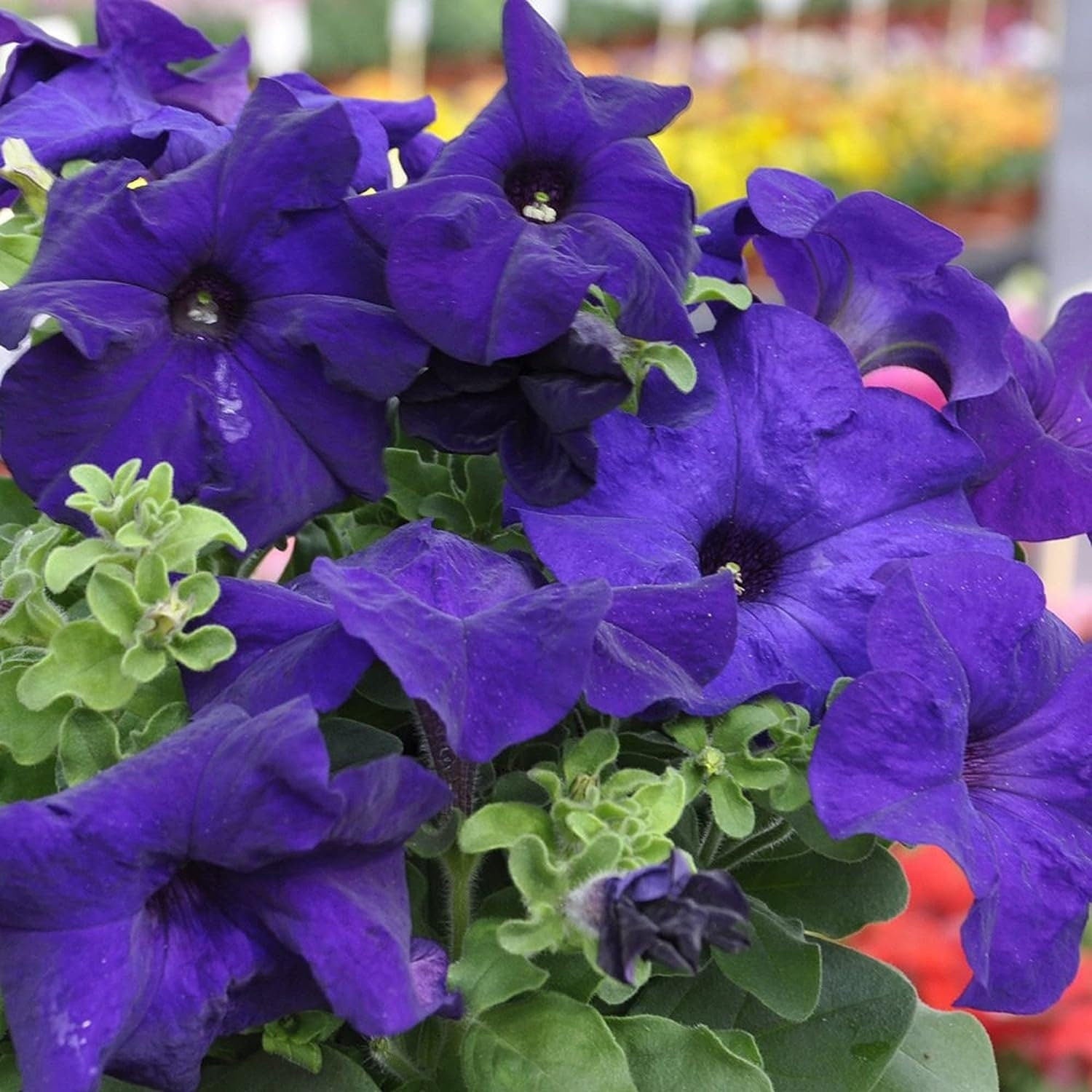 Mandevilla Sanderi - 50 Seeds - Brazilian Jasmine Beautiful and Colorful Fragrance Blooms Easy Care Requirement