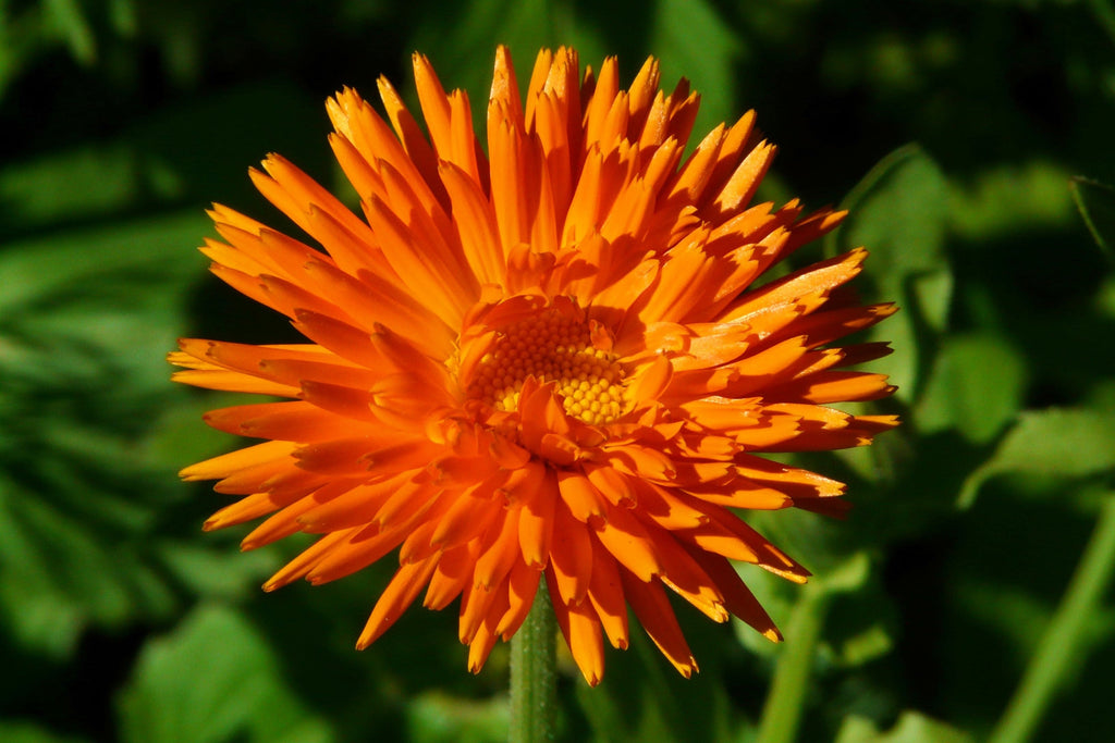 50 RADIO ENGLISH MARIGOLD Calendula Officinalis Orange & Yellow Pot Marigold Flower Seeds