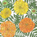 Marigold, African (lb)