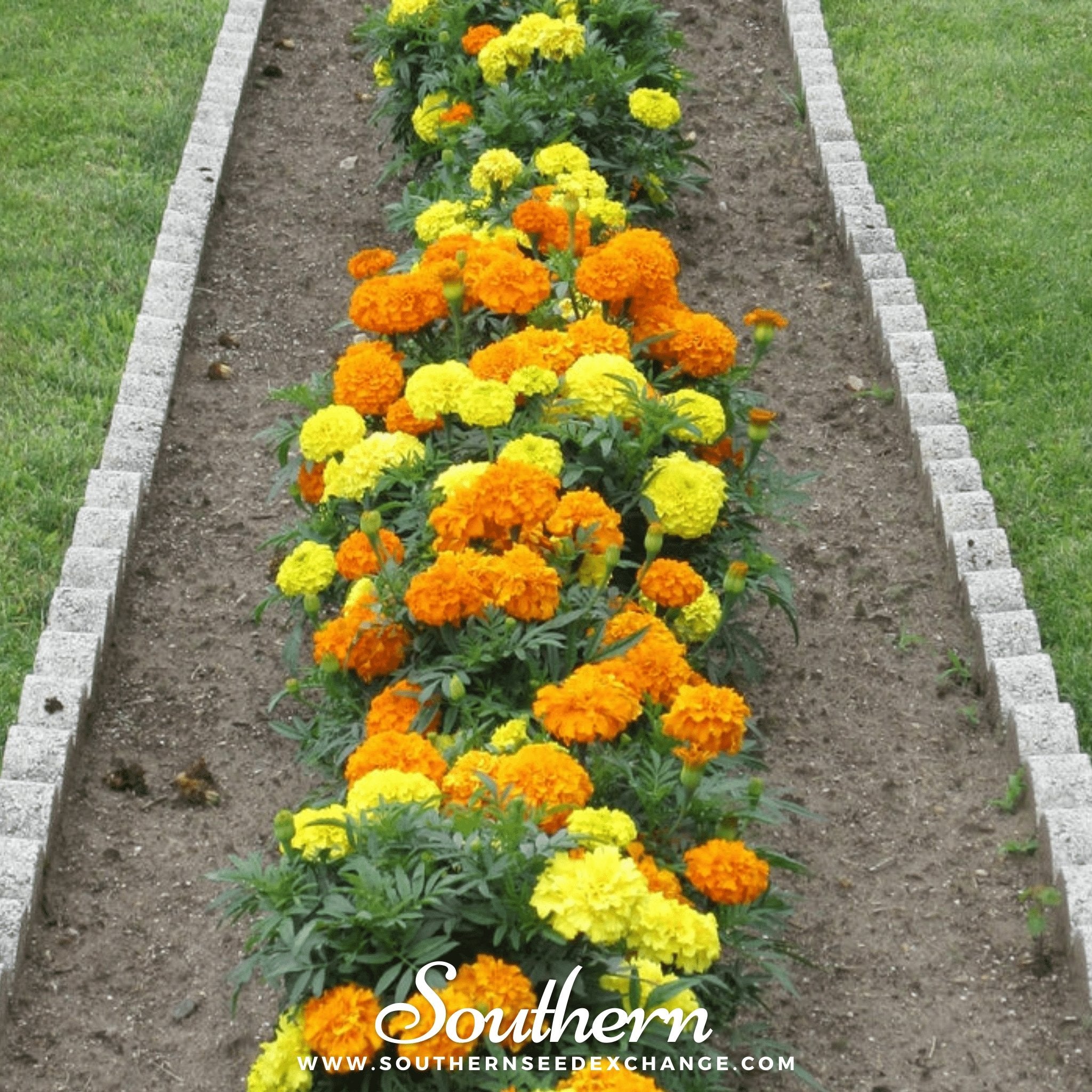 Petite French Marigold (French) – 100 Seeds