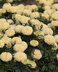 Marigold Lanna Lace seeds