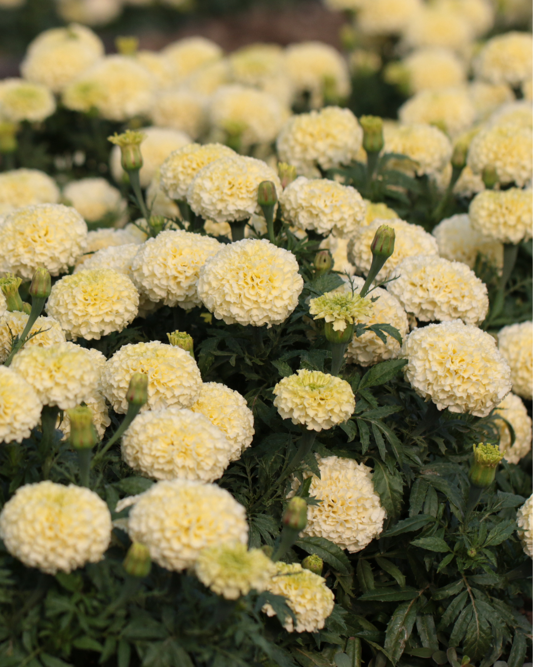 Marigold Lanna Lace seeds