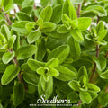 Sweet Marjoram – 100 Seeds