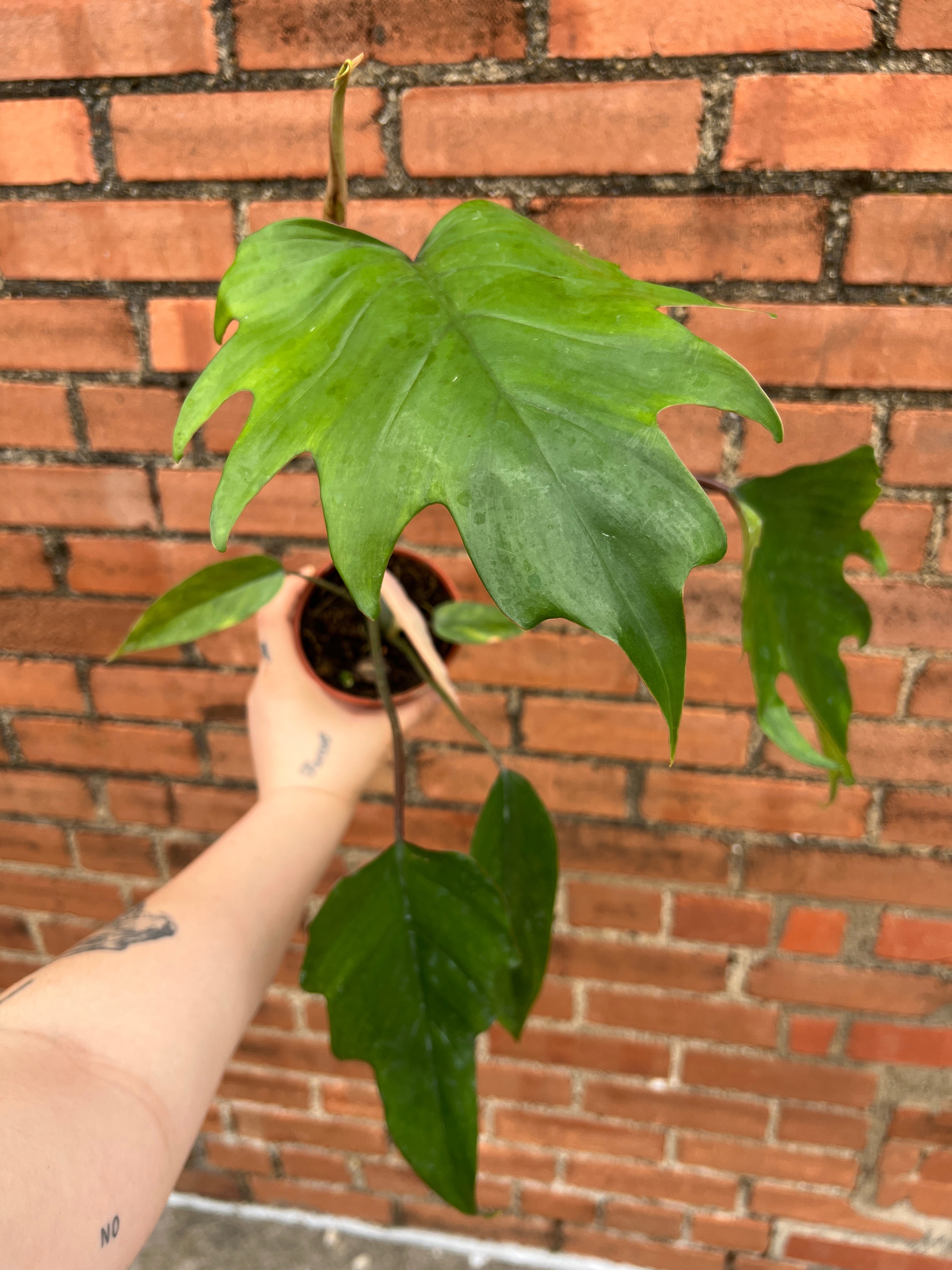 Philodendron Mayoi