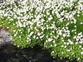 Mazus 'Alba'