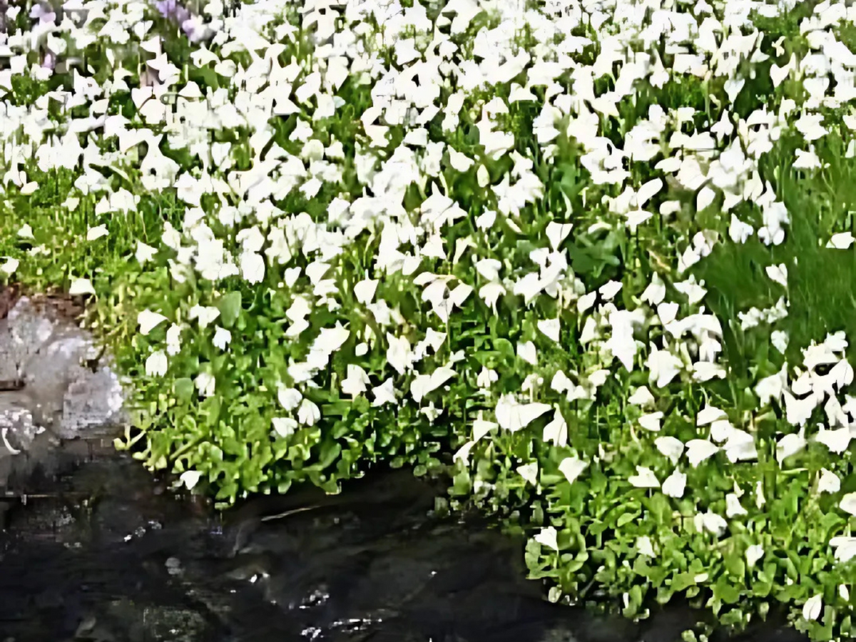 Mazus 'Alba'