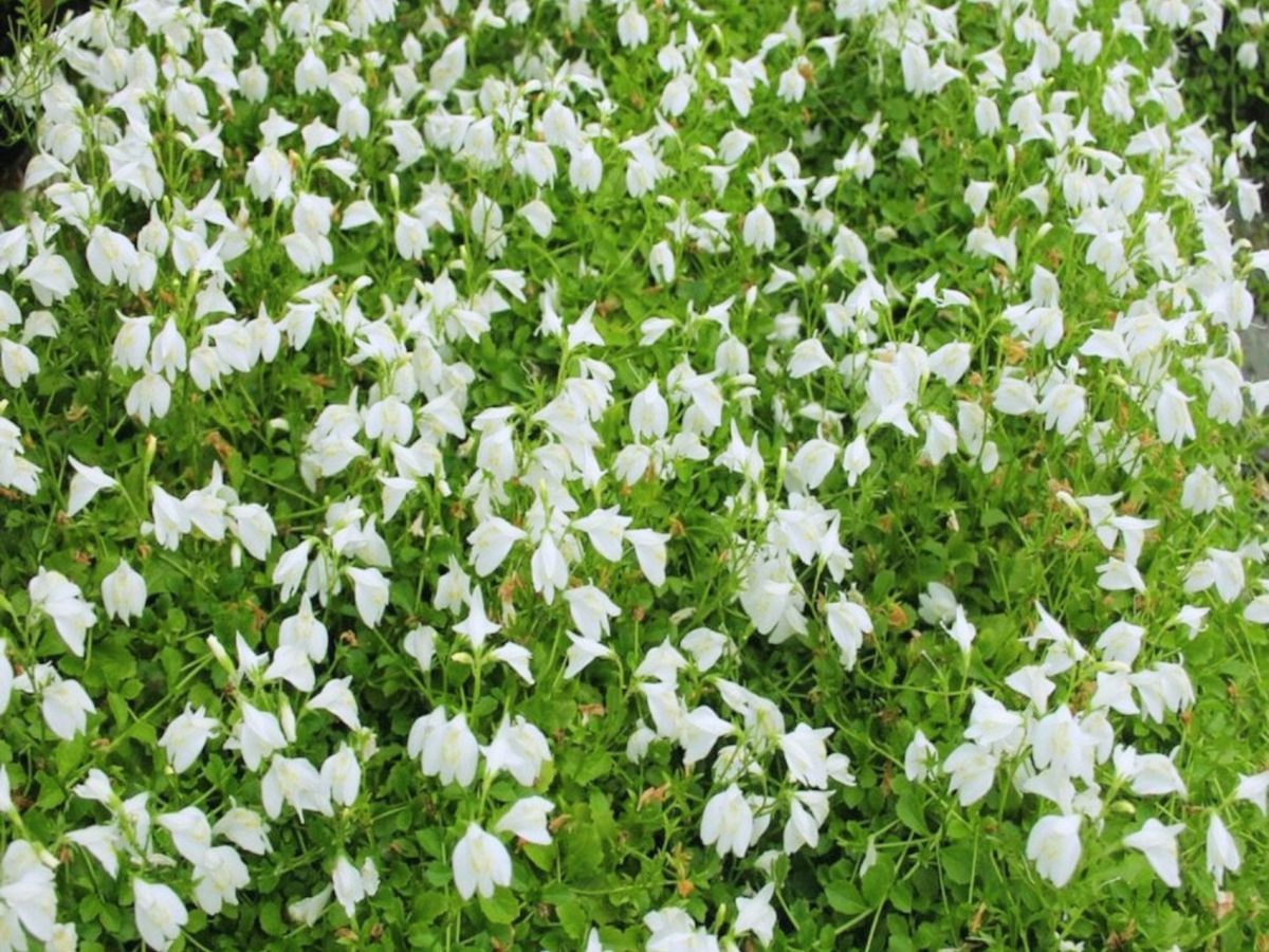 Mazus 'Alba'