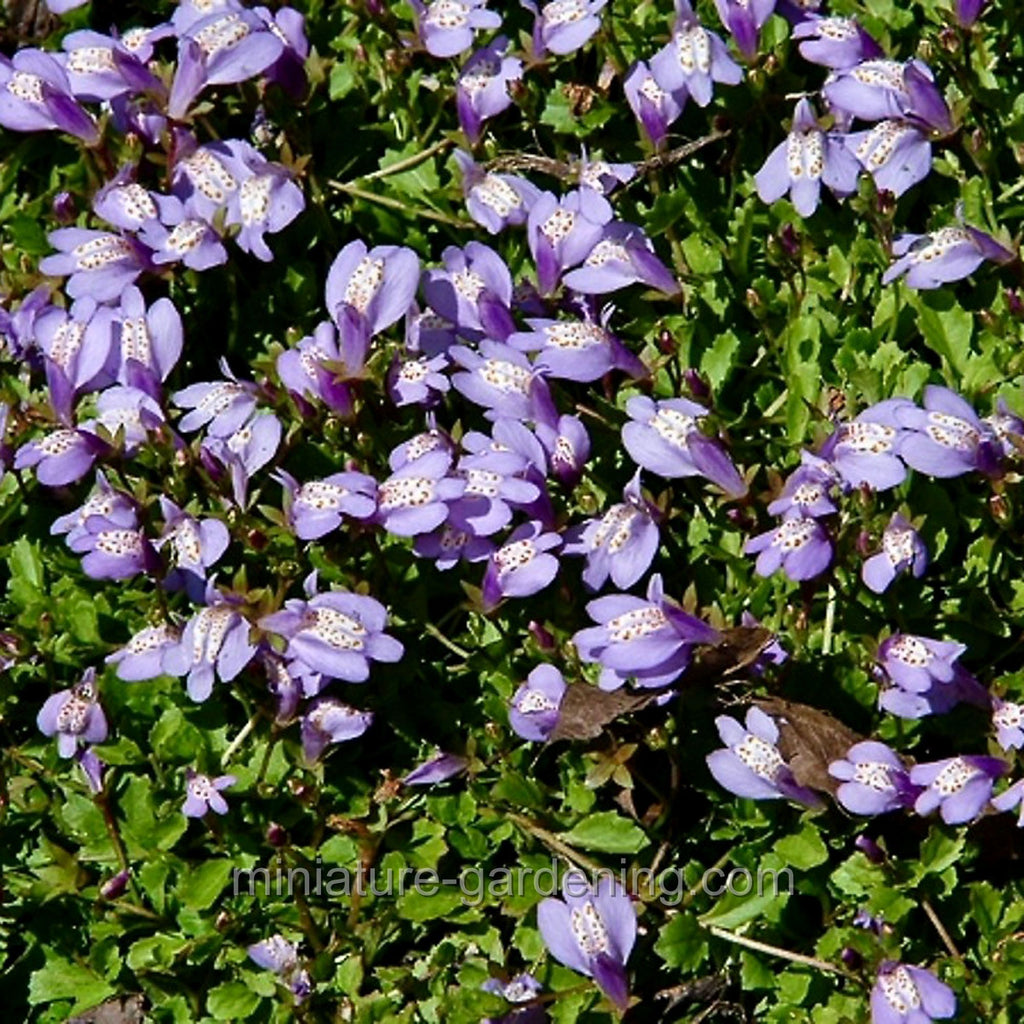 Mazus purple