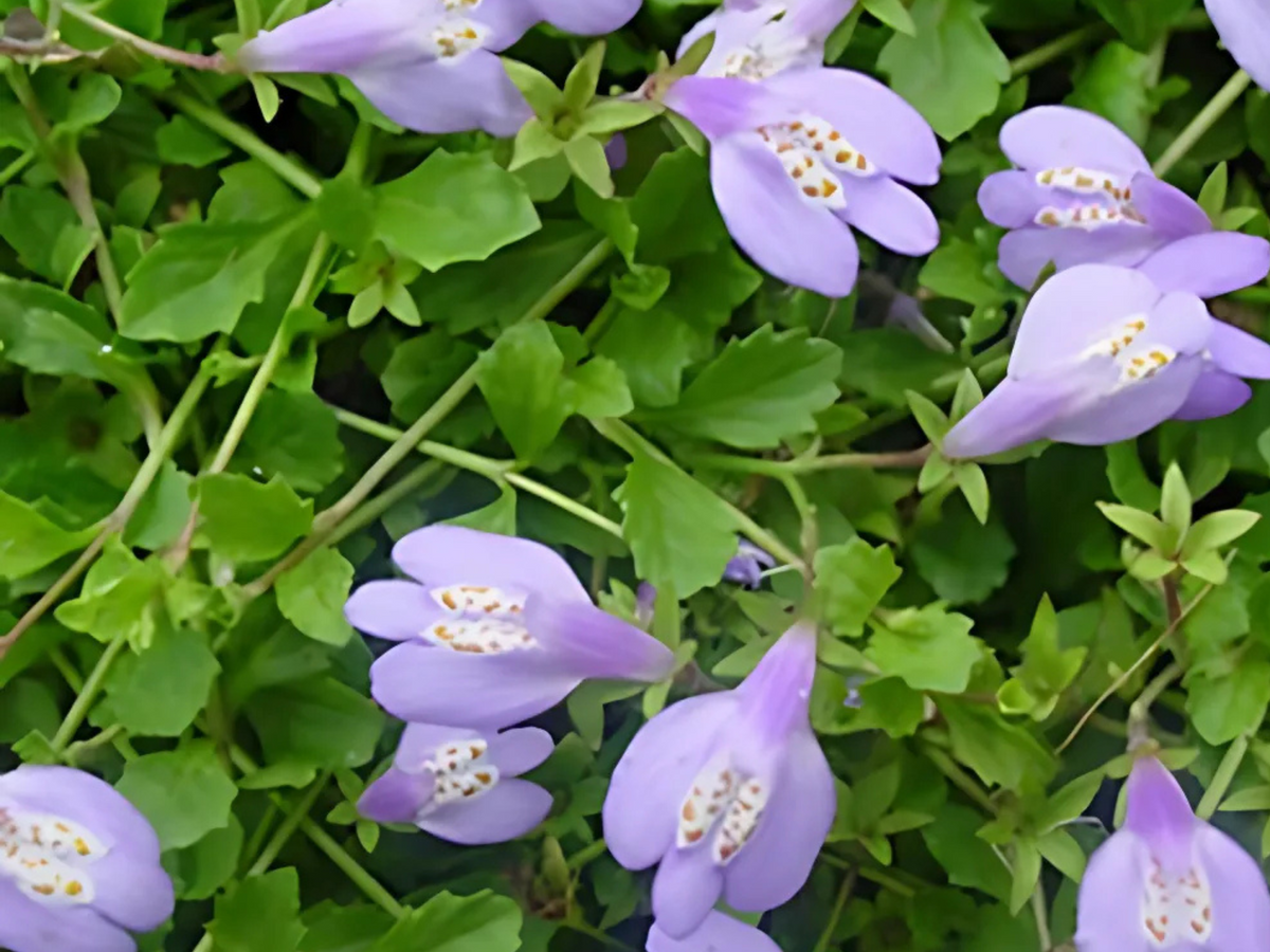 Mazus purple