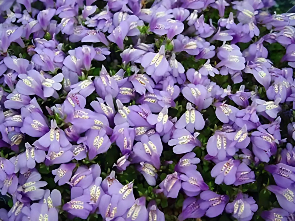 Mazus purple