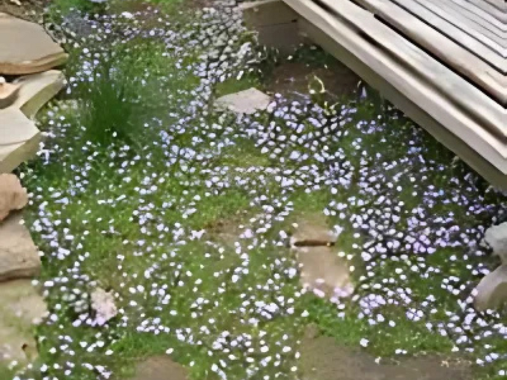 Mazus purple