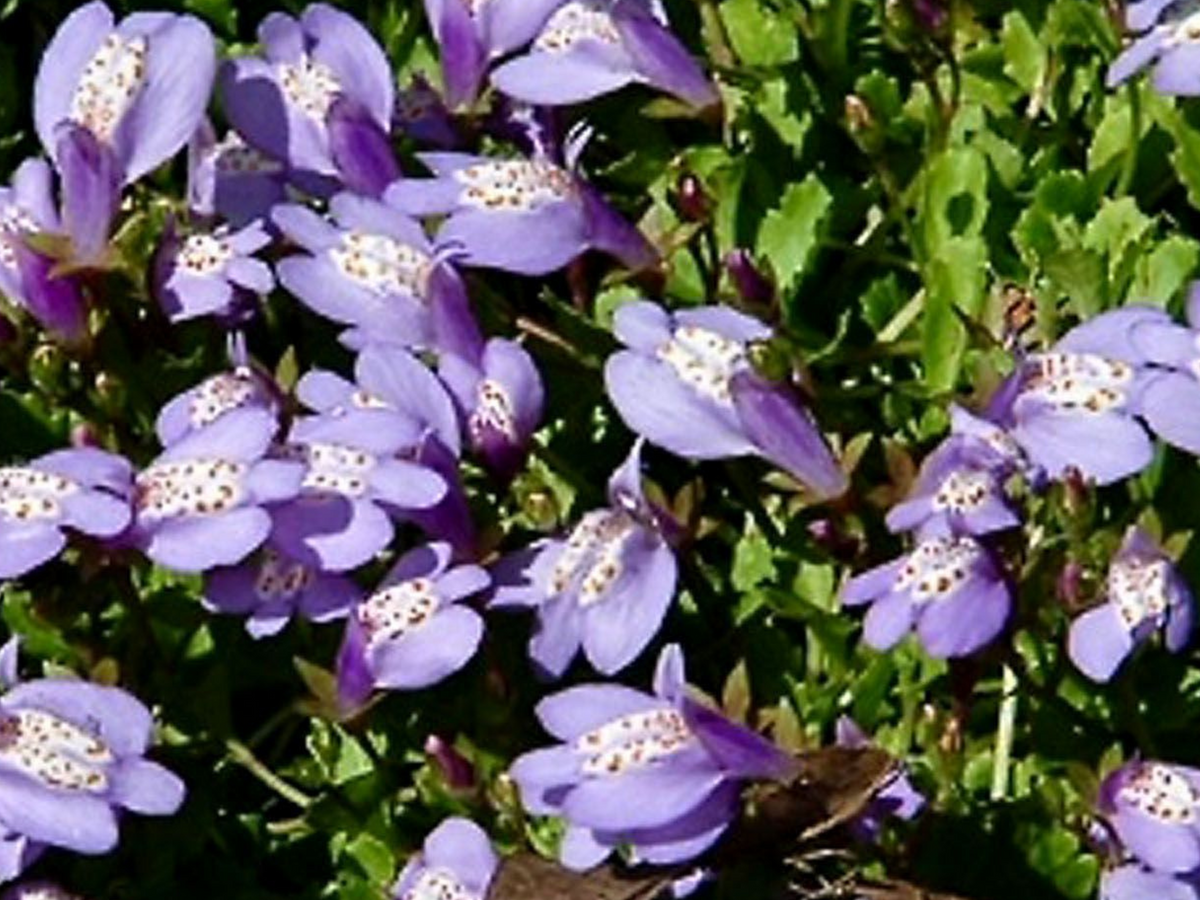 Mazus purple