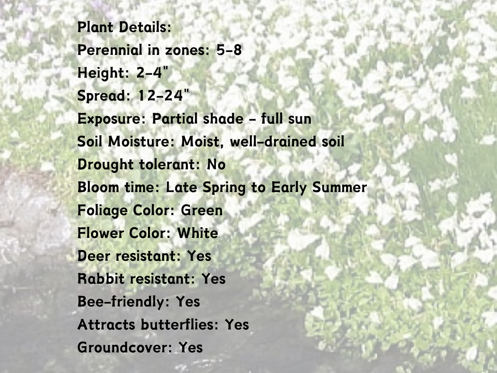 Mazus 'Alba'