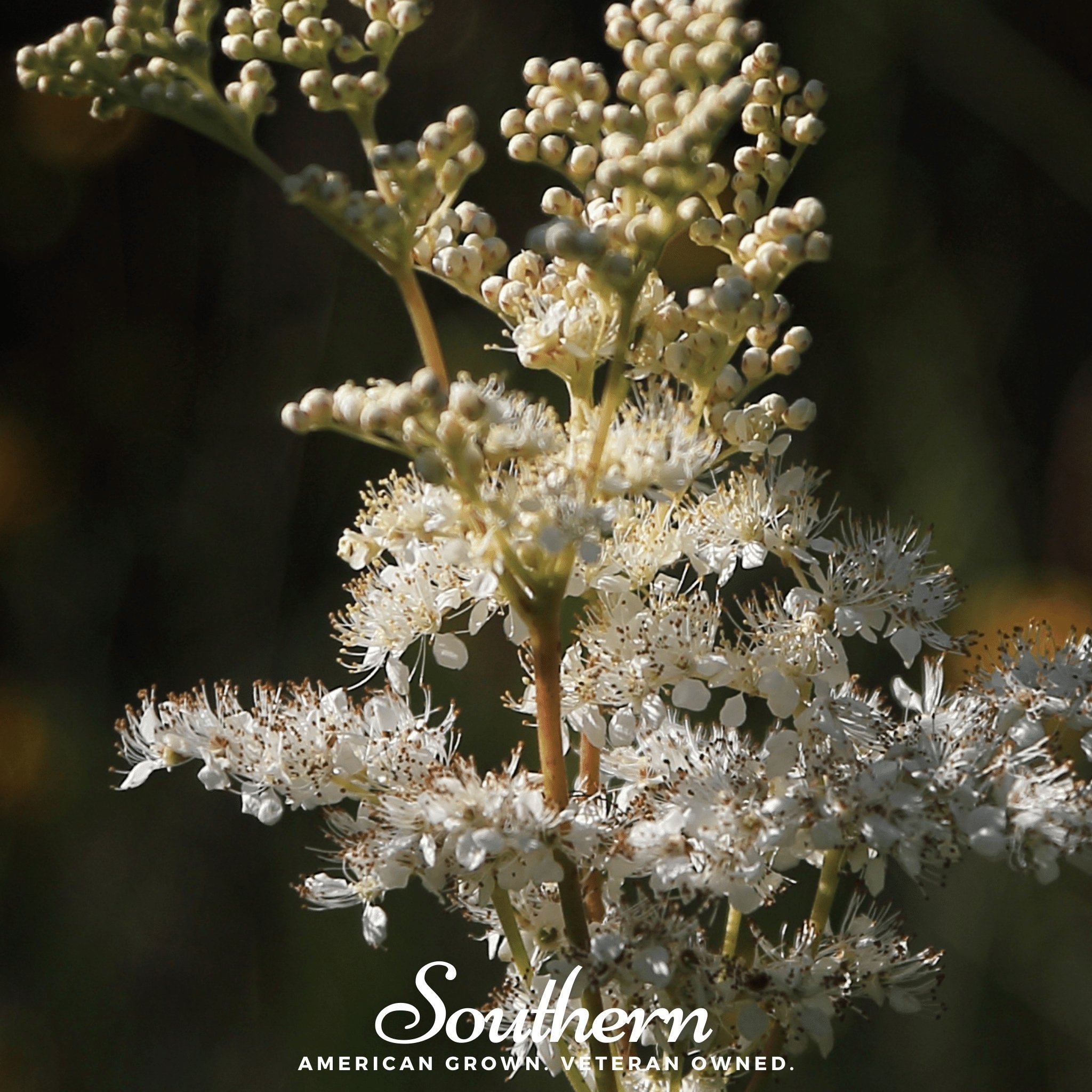 Meadowsweet – 50 Seeds